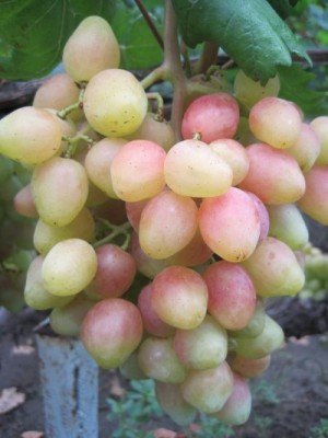 Среди большого количества сортов винограда сложно выбрать подходящий для дачного участка