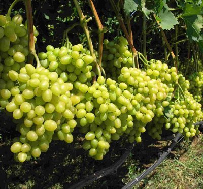 При том, что осами этот сорт слабо повреждается, защищать виноградник нужно обязательно