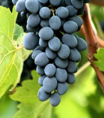 Ягоды винограда «Молдовы» вкусные, достаточно плотные даже при хорошей степени зрелости